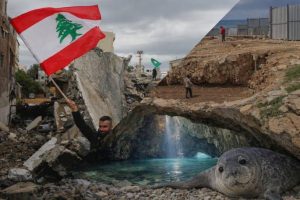 One-of-the-Rarest-Animals-on-Earth-May-Lose-their-Breeding-Site-While-War-Distracts-the-World-1